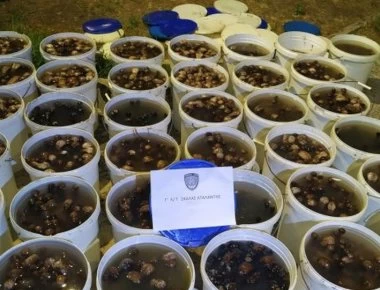 Λαθρεμπόριο με ολοθούρια αποκαλύφθηκε στην Αταλάντη